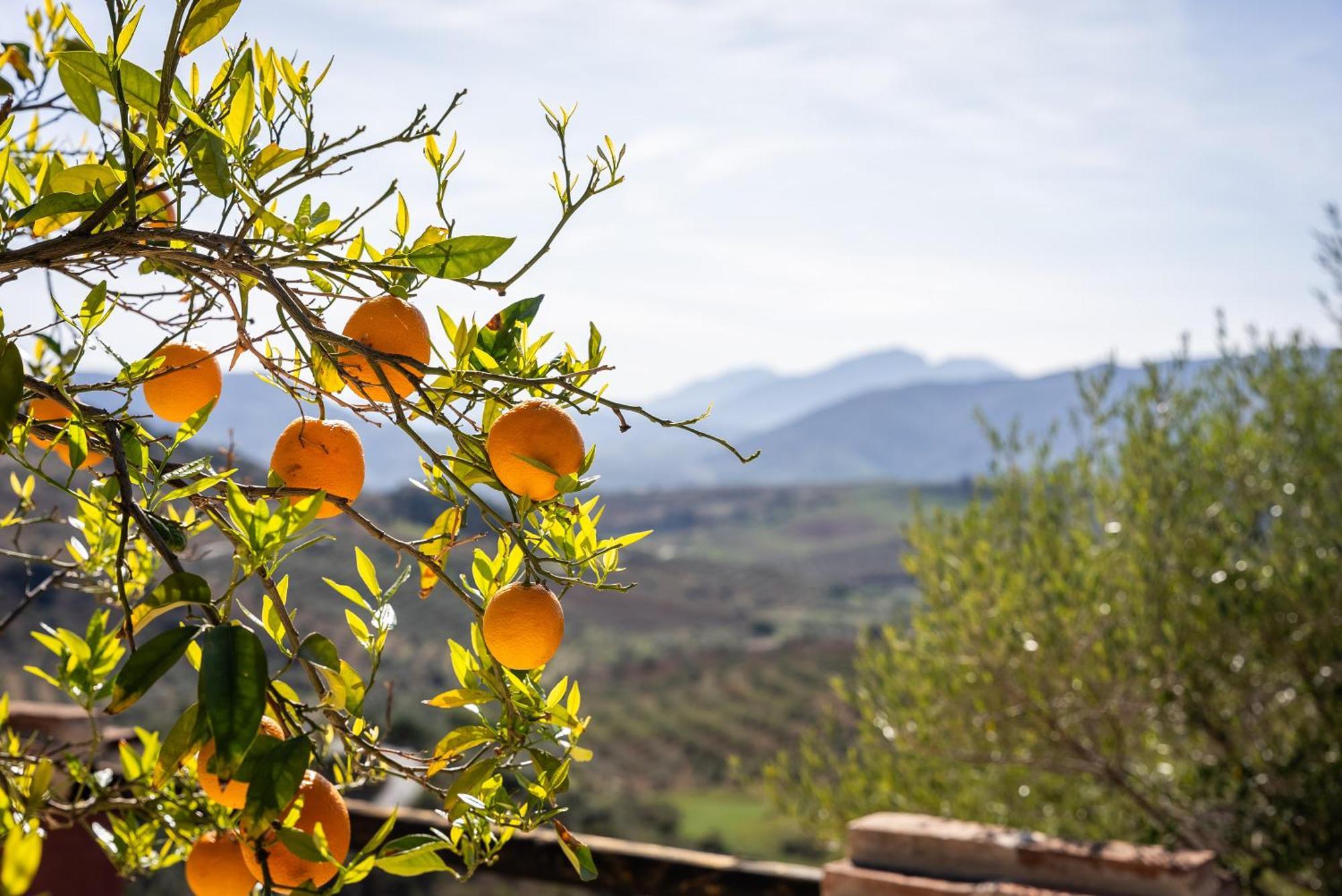 Finca Gran Cerros Alora Exterior photo